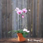 Orchidée Phalaenopsis