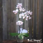 Orchidée Phalaenopsis