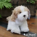 Maltipoo Dog