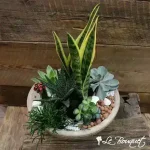 Succulent Supreme