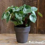 Watermelon Peperomia