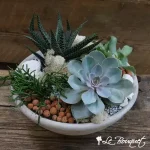 Succulent Supreme