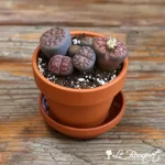 Stone Cactus