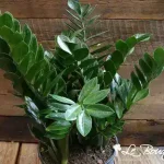Zamifolia
