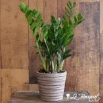 Zamifolia