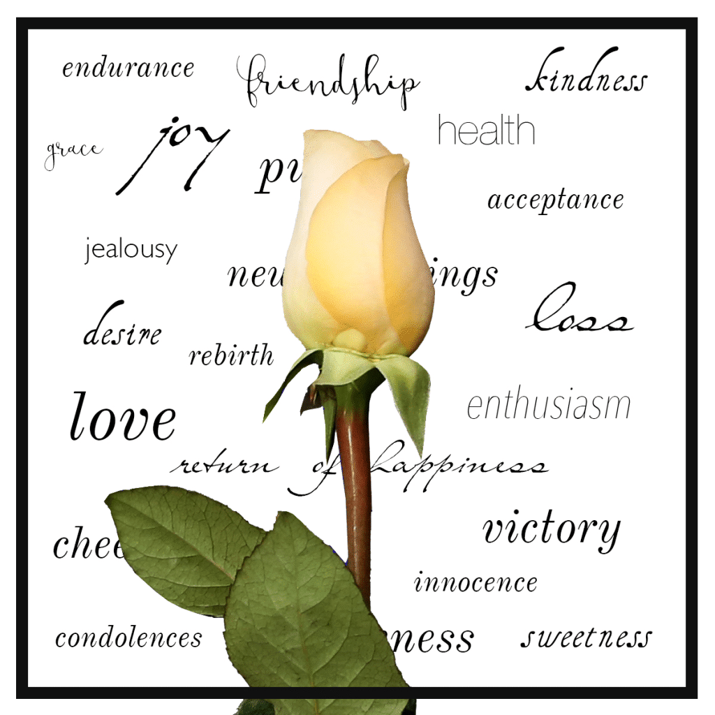 Flowers vs. Words – How To Choose A Bouquet With Meaning