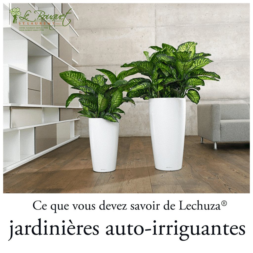 La collection de jardinières auto-arrosantes Lechuza – Ce qu’il faut savoir