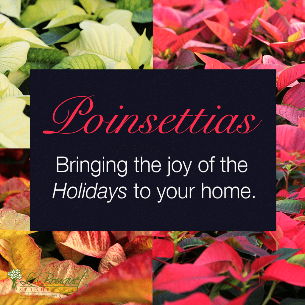 Poinsettias!