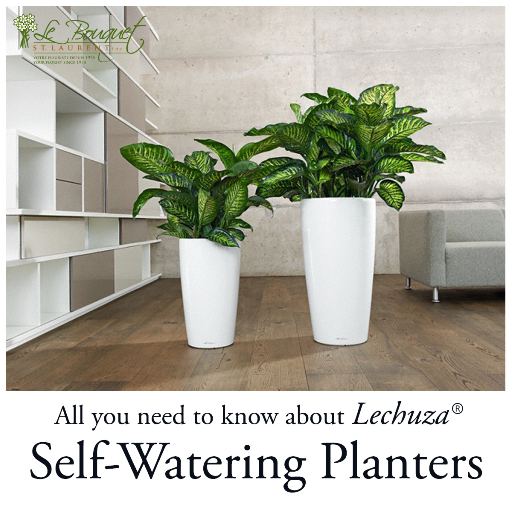 The Lechuza Collection of Self-Watering Planters – What You Need to Know