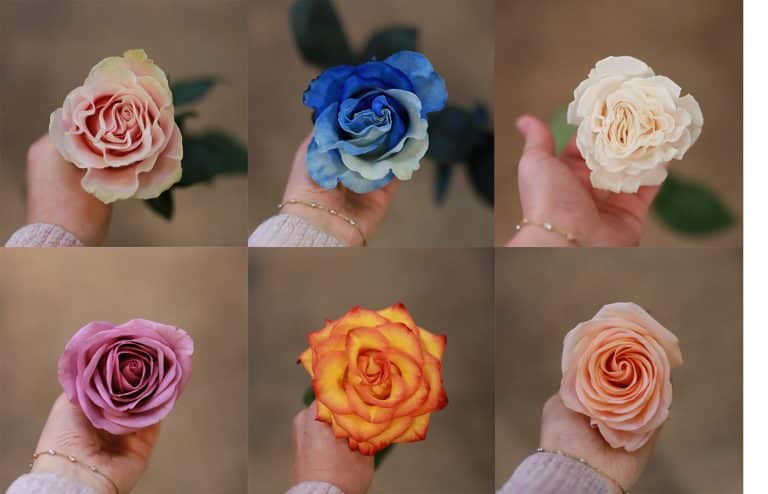 solo-rose-withblue