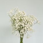 Baby's Breath (Gypsophila)