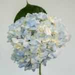 Blue Hydrangea by the bunch