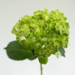 Green (Esmeralda) Hydrangea by the bunch