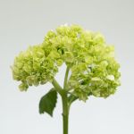 Mini Green Hydrangea by the bunch