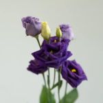 Purple Lisianthus by the bunch