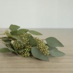 Seeded Eucalyptus