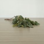 Seeded Eucalyptus