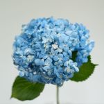 Shocking Blue Hydrangea by the bunch