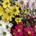 Daisy Delight