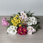 Daisy Delight
