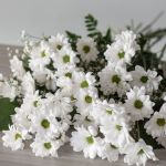 Daisy Delight