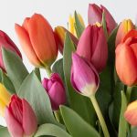 Truly Tulips!