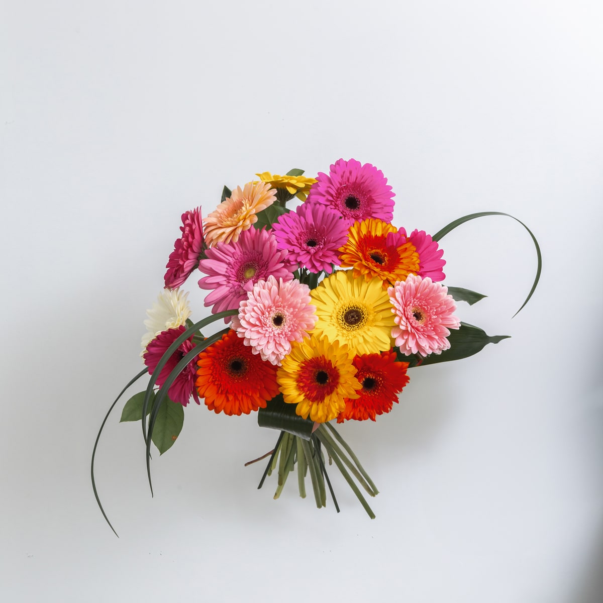 Assorted color Gerbera