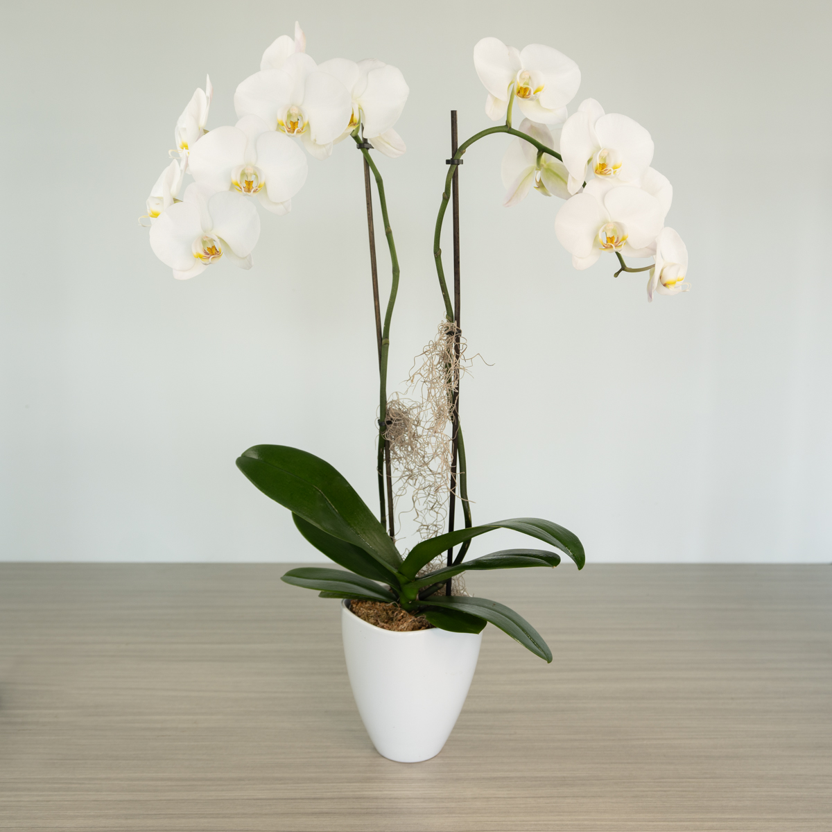 Phalaenopsis orchid plant from Le Bouquet