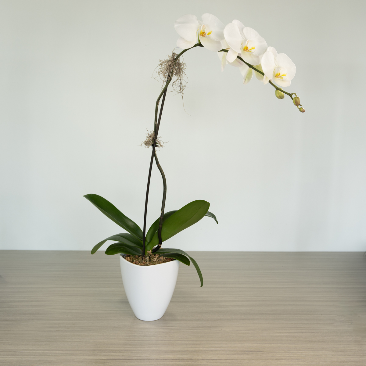 Phalaenopsis orchid plant from Le Bouquet