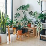 Green Plants