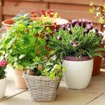 Flowering Plants