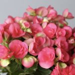 Rieger Begonia