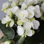 Rieger Begonia