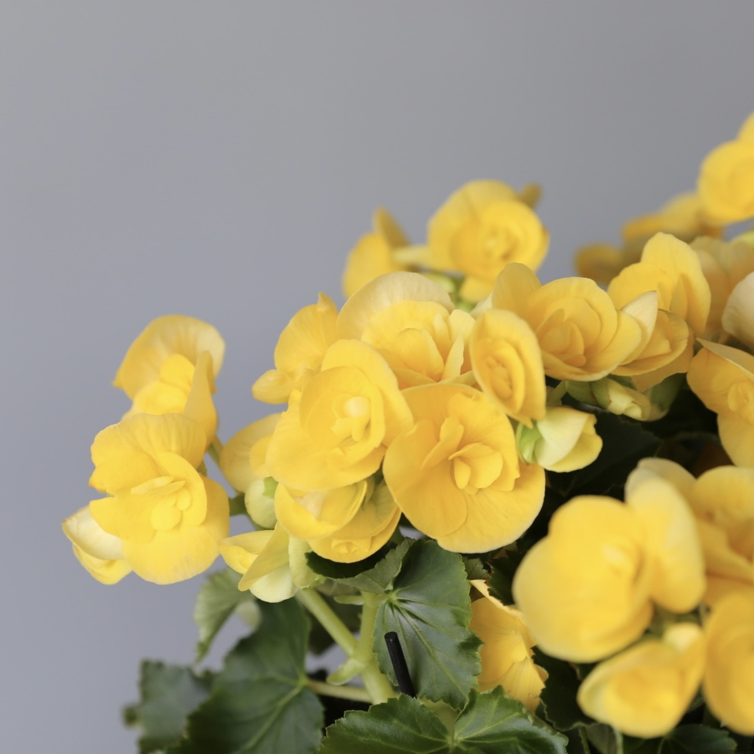 Rieger Begonia Yellow close up