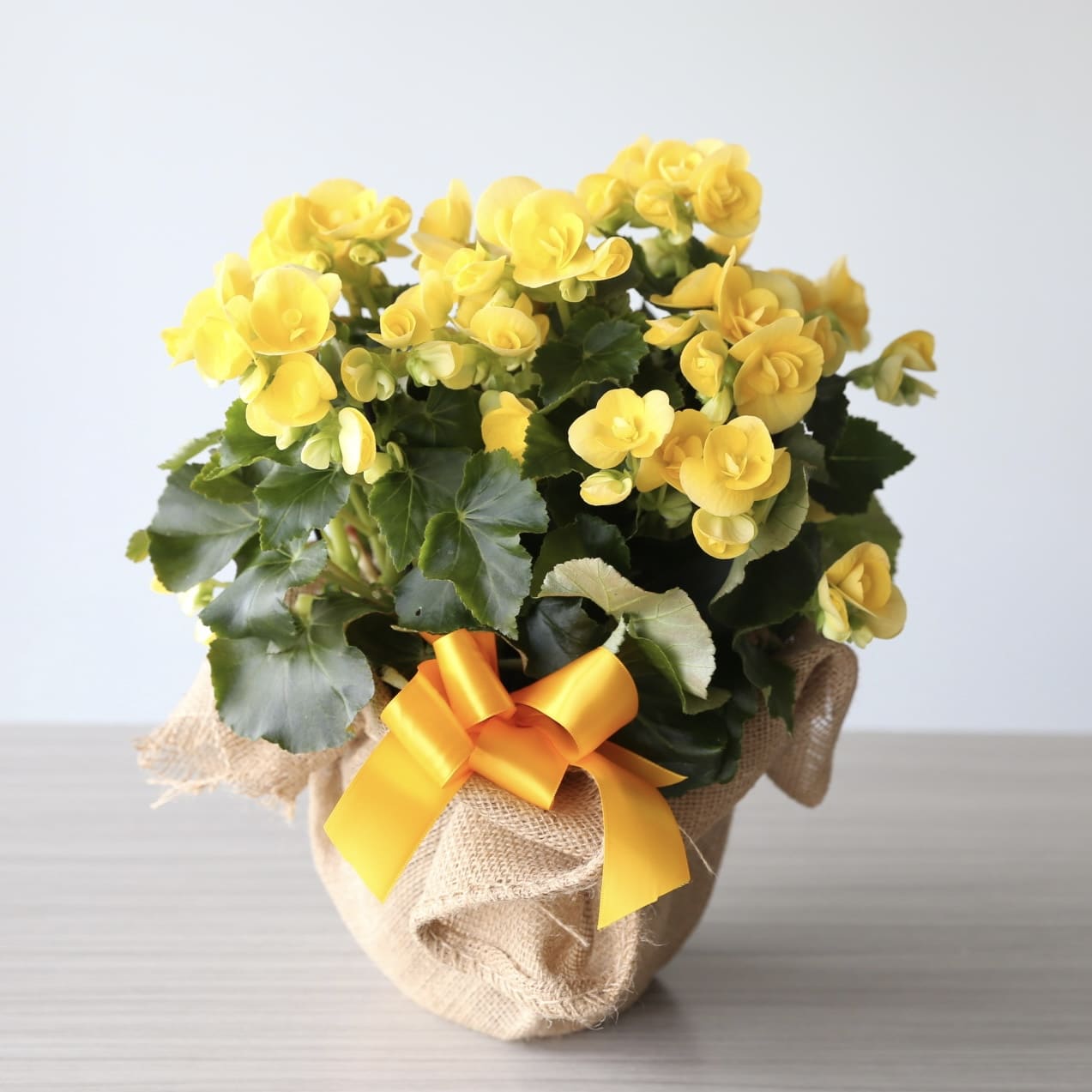 Rieger Begonia Yellow