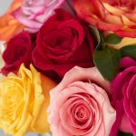 Lush Life Rose