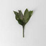 Aspidestria Leaf
