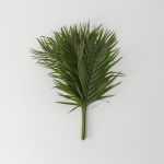 Cataractarum Palm