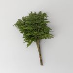 Leather Fern Large