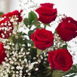 Explorer Roses