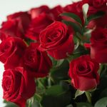 Explorer Roses