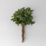 Salal