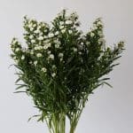 White Mini Asters (Bulk DIY)