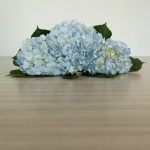 Blue Hydrangea by the bunch