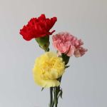 Assorted Carnations (Bulk DIY)
