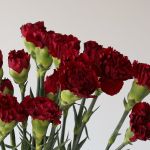 Burgundy Carnations (Bulk DIY)