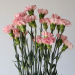 Oeillets Roses en vrac 