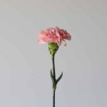 Oeillets Roses en vrac 