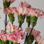 Oeillets Roses en vrac 