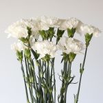 White Carnations (Bulk DIY)